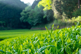 べにふうきとはどんなお茶?特徴・緑茶との違い・飲み方を分かりやすく紹介