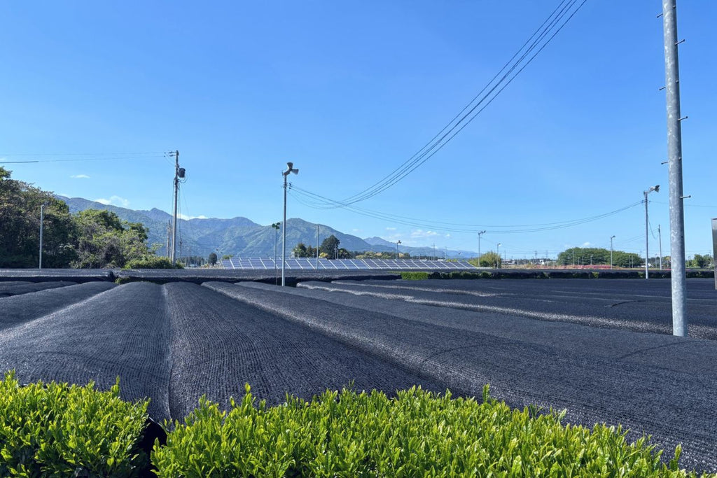 かぶせ茶とは?玉露や煎茶との違いと美味しい楽しみ方