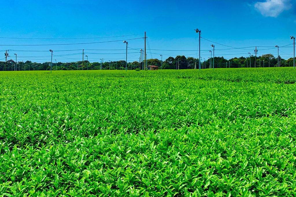 『無農薬』とは? 安心なお茶を選ぶために知っておきたいこと