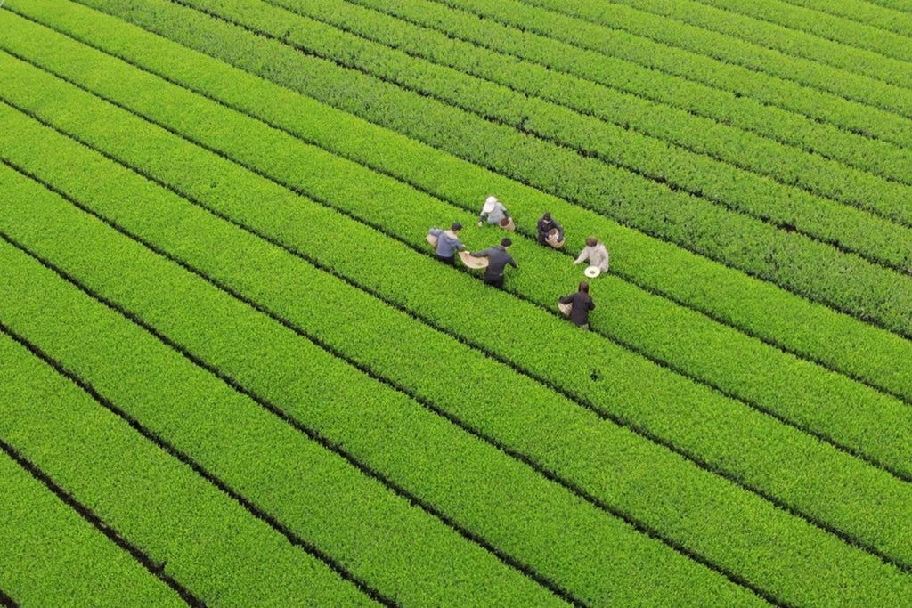 新茶とは?旬の時期・美味しい淹れ方・楽しみ方まで徹底解説