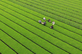 新茶とは?旬の時期・美味しい淹れ方・楽しみ方まで徹底解説