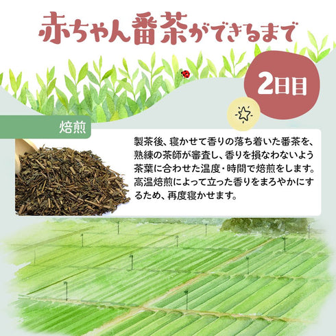 ノンカフェイン | 太陽さんさん 赤ちゃん番茶 ひも付き ティーバッグ 2.5g×65個入