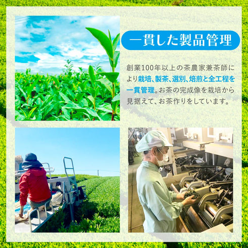 水出しエブリデイ 和紅茶 ティーバッグ 10g×31個