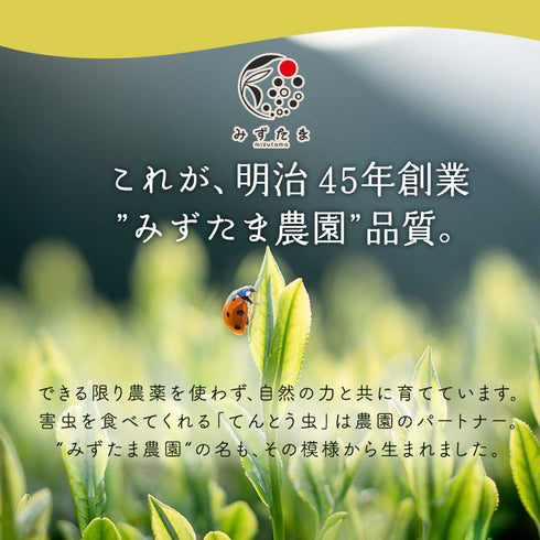 HARUHANAべにふうき ティーバッグ 緑茶 3g×25p