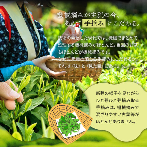 静岡茶 手摘み 深蒸し茶 100g